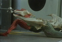 The Secret Adventures of Tom Thumb